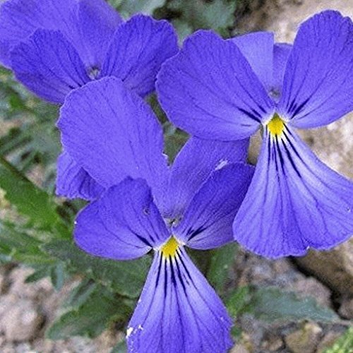 Everwilde Farms - 50 Corsican Violet Wildflower Seeds - Gold Vault Jumbo Seed Packet