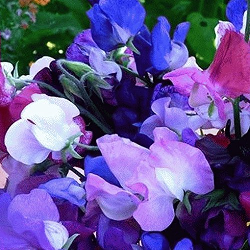 Everwilde Farms - 50 Knee High Mix Sweet Pea Wildflower Seeds - Gold Vault Jumbo Seed Packet