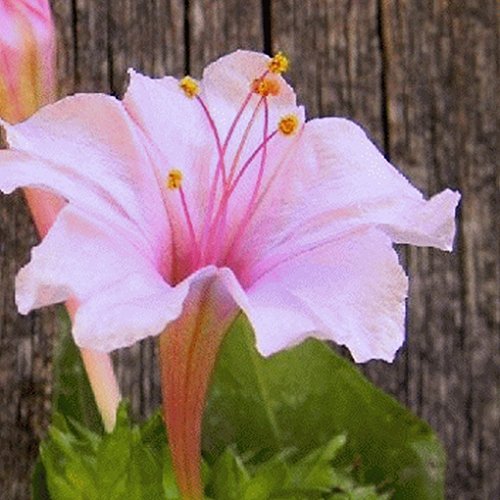 Everwilde Farms - 50 Pink Four O Clock Wildflower Seeds - Gold Vault Jumbo Seed Packet