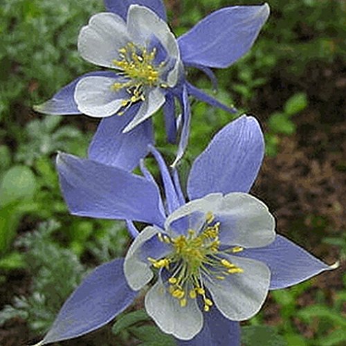 Everwilde Farms - 800 Blue Rocky Mountain Columbine Native Wildflower Seeds - Gold Vault Jumbo Seed Packet