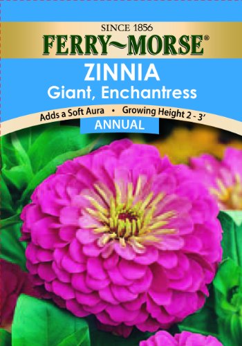 Ferry-morse 1171 Zinnia Annual Flower Seeds Giant Double Flow Enchantress 600 Milligram Packet