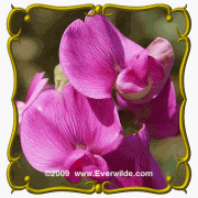 Sweet Pea Lathyrus odoratus Jumbo Wildflower Seed Packet - 60 Seeds