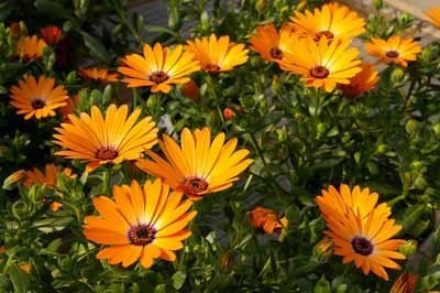 Todds Seeds African Daisy Dimorphotheca sinuata Flake Seed - 1g Seed Packet ~500 Seeds Per Packet - Beautiful Orange Flowers