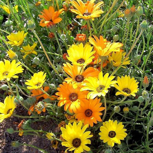Todds Seeds African Daisy Dimorphotheca sinuata Stick Seed - 1g Seed Packet - Beautiful Yellow Flowers and Orange Flowers - 1000 Seeds per Seed Packet
