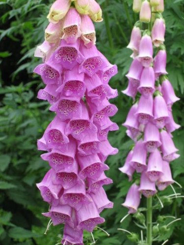 Todds Seeds Foxglove Digitalis purpurea Seed - 5g Seed Packet - 5000 Seeds Per Seed Packet - Beautiful Pink Flowers