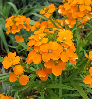 Todds Seeds - Siberian Wallflower Cheiranthus allionii Seed - 1oz Seed Packet