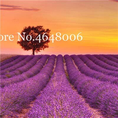 100 Pcs French Provence Lavender Flower Very Fragrant Organic Lavender Seeds for Home Garden Flowerseeds