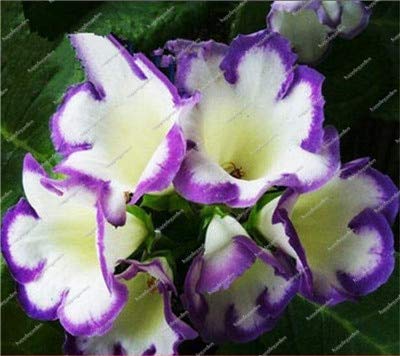 100 Pcs Gloxinia Seeds Perennial Flowerseeds Sinningia Speciosa Seeds Balcony Flower for DIY Home Garden Decor  2