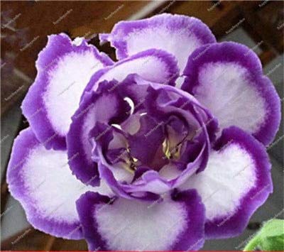 100 Pcs Gloxinia Seeds Perennial Flowerseeds Sinningia Speciosa Seeds Balcony Flower for DIY Home Garden Decor  3