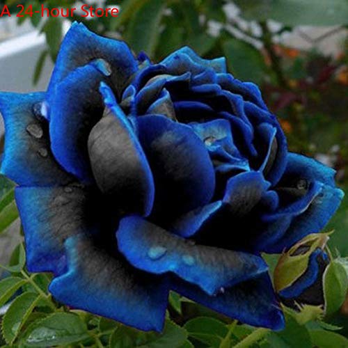 20Pcs Roses Flowers Rare Seeding Plant for Home Garden Decor Indoor Bonsai Pots Planters Blooming Midnight Rose FlowerSeed  as Show