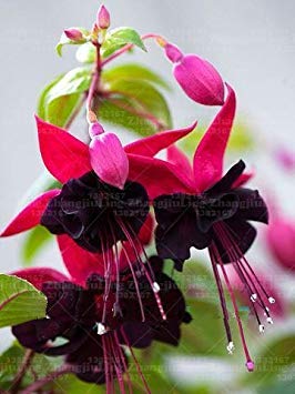 ANVIN Seeds Package Bag Fuchsia SeedsFuchsia FlowersLantern flowerseedsBonsai Flower SeedsSeed for Home Garden