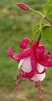 ANVIN Seeds Package Bag Fuchsia SeedsFuchsia FlowersLantern flowerseedsBonsai Flower SeedsSeed for Home Garden