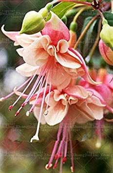 ANVIN Seeds Package Bag Fuchsia SeedsFuchsia FlowersLantern flowerseedsBonsai Flower SeedsSeed for Home Garden