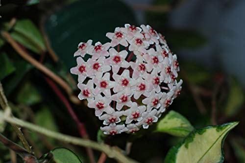 FIOLTY Seeds Package 1 Seeds Hoya Melanie FlowerSeed 13Cm Rare