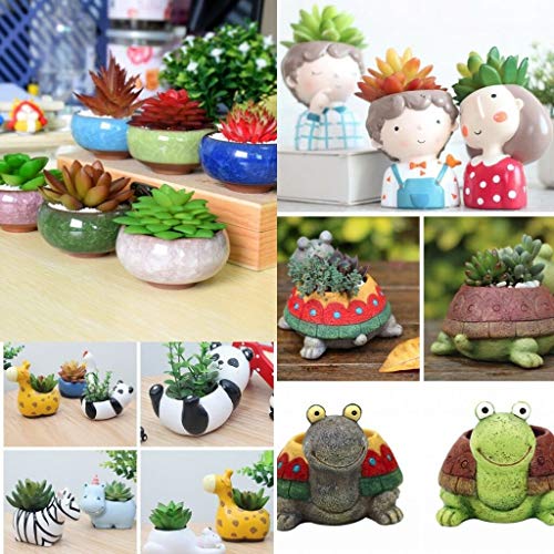 HANO Seeds Package PCorgi-2  Small CeramicSucculent Seeds Seed FlowerSeed Seedser Garden Shop Decor