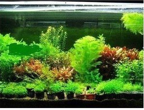 Small Ambizu Hot Selling 300pcs Aquarium Grass Seeds Mix Water Aquatic Plant Seeds 15 Kinds Family Easy Plant Seeds Free Shipping