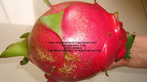 2 &quotgiant Vietnamese&quot White Dragon Fruit Weight Average 2-2 12 Lb Fruit Cutting Plant Easy Growjuicy  Hybrid