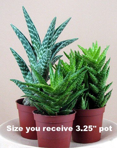 3 Different Aloe Plants - Easy To Growhard To Kill - 3&quot Pots