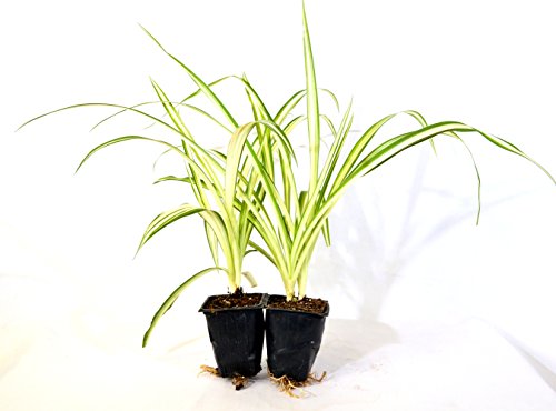 9greenbox - Ocean Spider Plant - Easy To Grow - Cleans The Air - New - 2 Pack
