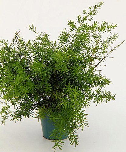 Asparagus Sprengeri Fern - Asparagus - 4&quot Pot - Easy To Grow - Great Houseplant