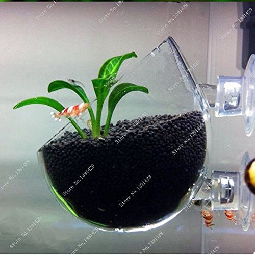 Brand New Plant seed Glossostigma elatinoides similar Hemianthus callitrichoides aquarium fish tank easy plant