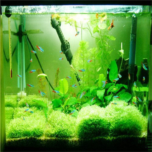 Brend Fly Garden Plant 500pcs  bag Crown grass water aquatic plant seeds family easy plant seeds aquarium grass seeds