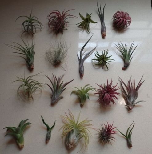 Ctsairplants 10 Pack Assorted Tillandsia-easy Care Collectionvarieties