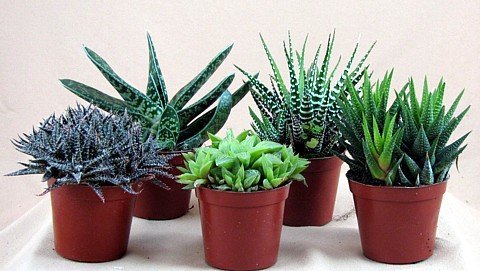 Haworthia Collection 5 Plants - Easy To Growhard To Kill - 3&quot Pot From Jmbamboo