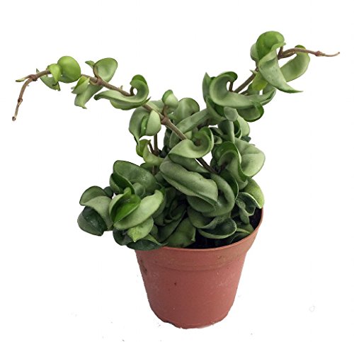 Hindu Indian Rope Plant - Hoya - Exoticeasy - 4&quot Pot