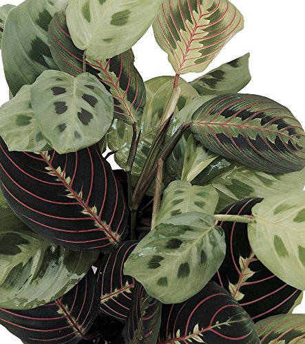 Hirts 1 Red And 1 Green Prayer Plant - Maranta - Easy To Grow - 4&quot Pot