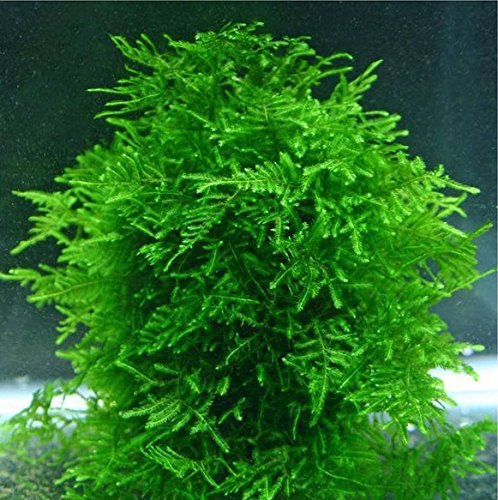 Hot Selling 1bag200pcs rare flower seeds mini aquarium grass seeds tank underwater aquatic plant seeds easy plant seeds home garden gift