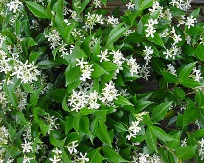 Jasmine Confederate -favorite Intensely Fragrant Easy To Grow Vine Jasmine Starter Plants 6 Pack