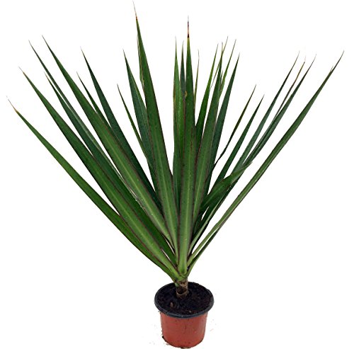 Madagascar Dragon Tree - Dracaena Marginata - 4&quot Pot - Easy To Grow House Plant