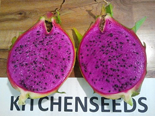 Purple Dragon Fruit Cutting Plant Easy Growing Juicy Sweet