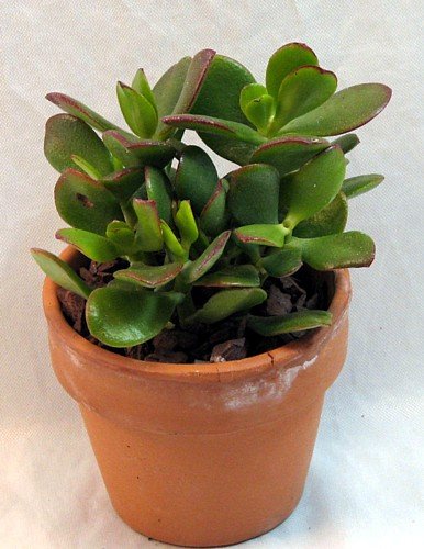 Sunset Jade Plant - Crassula - Easy To Grow House Plant - 4&quot Pot