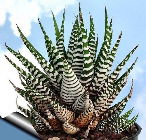 Zebra Haworthia Plant - Easy To Growhard To Kill - 3&quot Pot -unique Form Jmbamboo