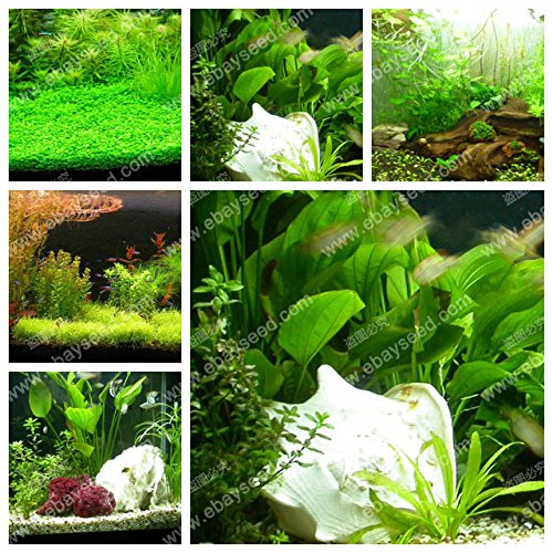 aquarium grass seeds water grasses random aquatic plant grass seeds family easy plant seeds - 500 PCS