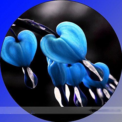 (heart *ambizu*) Rare Lamprocapnos Spectabilis Blue Asian Bleeding Heart Flower Seeds, Professional Pack, 5 Seeds