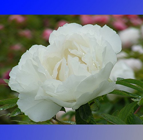 (snow-white *ambizu*) Snow-white Peony Tree Flower Seeds, Professional Pack, 5 Seeds