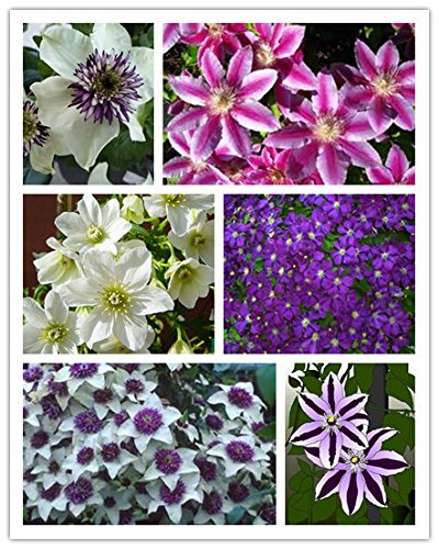 100 Pcs / Pack Clematis Hybridas, Clematis Seed,clematis Flowers - Mix Color