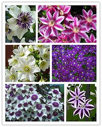 100 Pcs  Pack Clematis Hybridas Clematis Seedclematis Flowers - Mix Color
