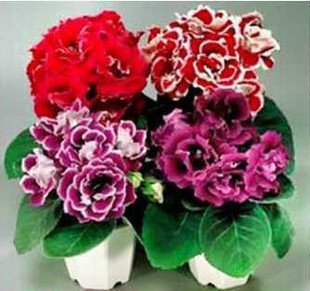 30 Seeds/pack Flower Seeds Imported Gloxinia Brocade ( Mixing ) Gloxinia Seeds