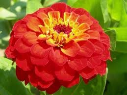 Amber Delight Zinnia Flower Seed Pack Clearance
