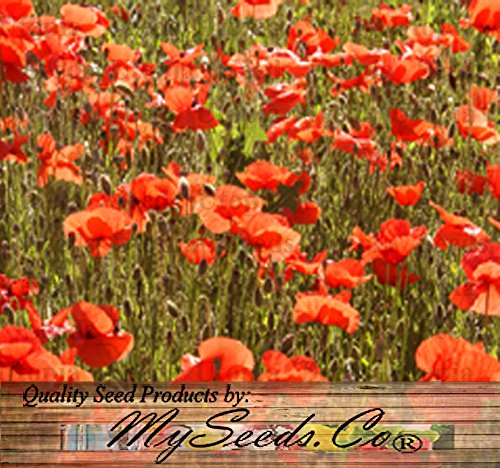 Big Pack - Red Poppy (100,000) Heavy Bloomer Flower Seeds - Papaver Rhoeas - Zones: 3-9 By Myseeds.co
