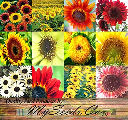 Big Pack - Sunflower Sunny Sun Flower Crazy Mix 1000 Flower Seeds - Non-gmo Seeds By Myseedsco