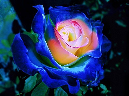 By Dubu New 50 Seeds Rare Blue Pink Yellow Rose Bush Flower Seeds, Professional Pack
