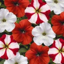 Hurrah Peppermint Stick Mix Petunia Flower Seed Pack 100 Stratisfied Seeds