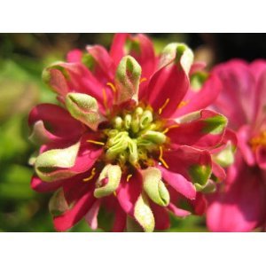 Jumila Zinnia Flower Seed Pack
