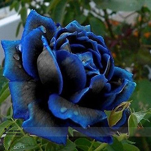 Professional Pack 50 Seeds / Pack,new Midnight Supreme Rose Bush Flower Seeds