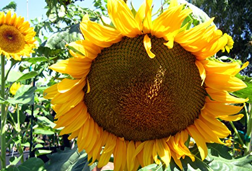 Sunflowers Giant Mammoth Grey Stripe 50 Seeds And A Free Pack Of Wildflower Seeds With Detailed Instructions On